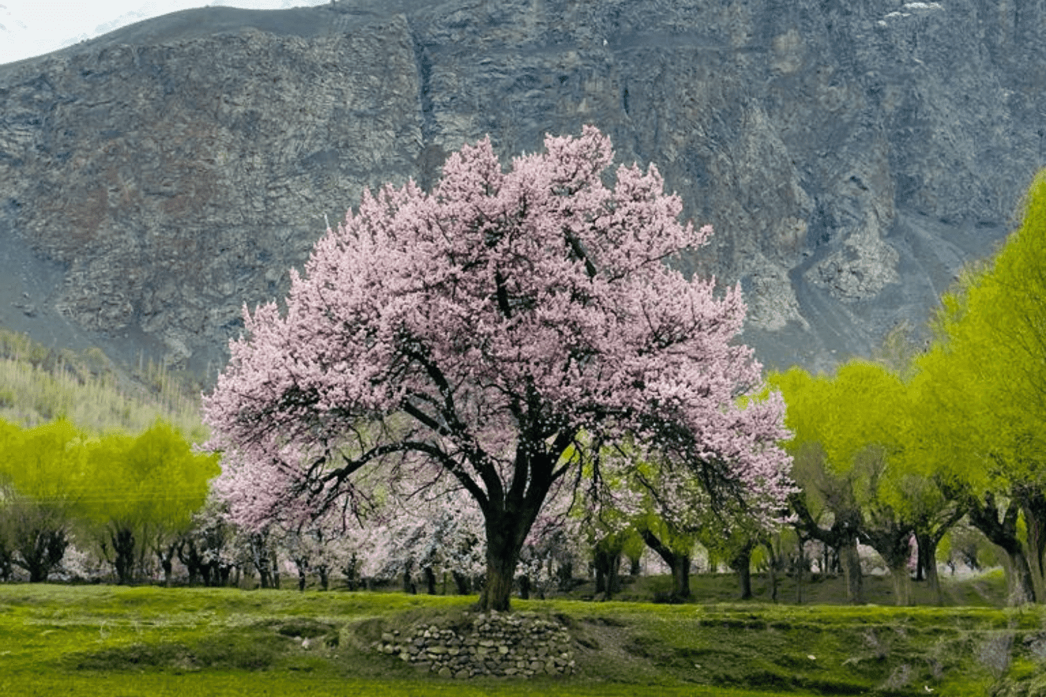 Hunza Spring Blossom Festival