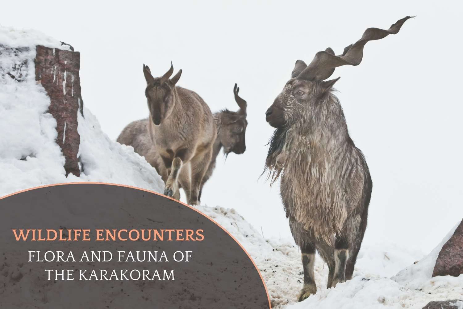 Discover the Flora and Fauna of the Karakoram