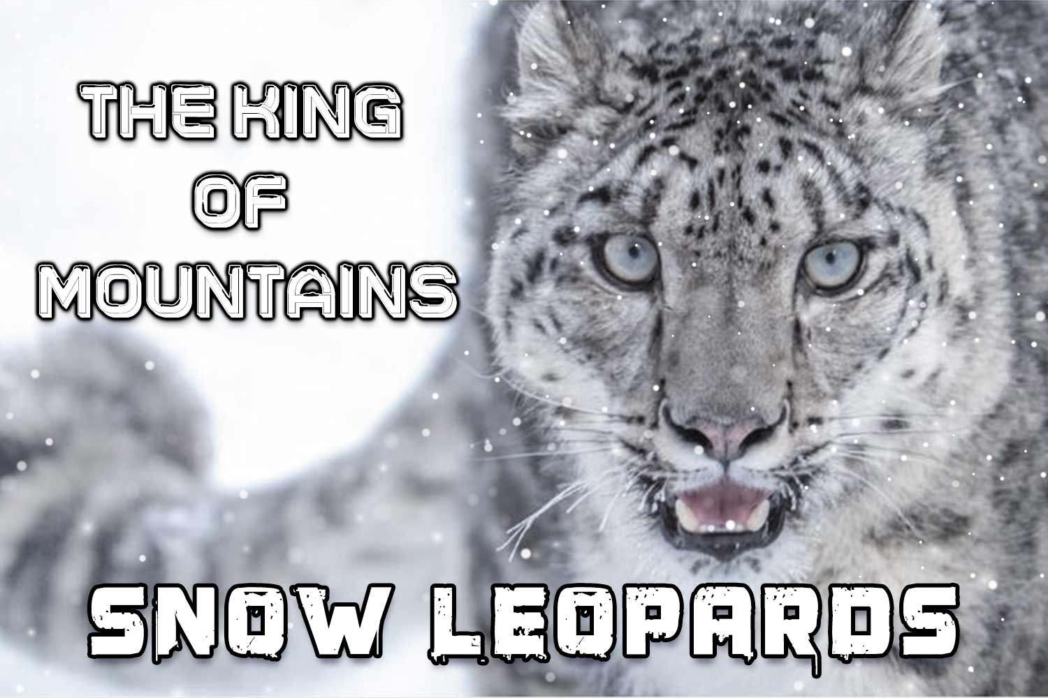 Snow Leopard- King Of Mountains-1