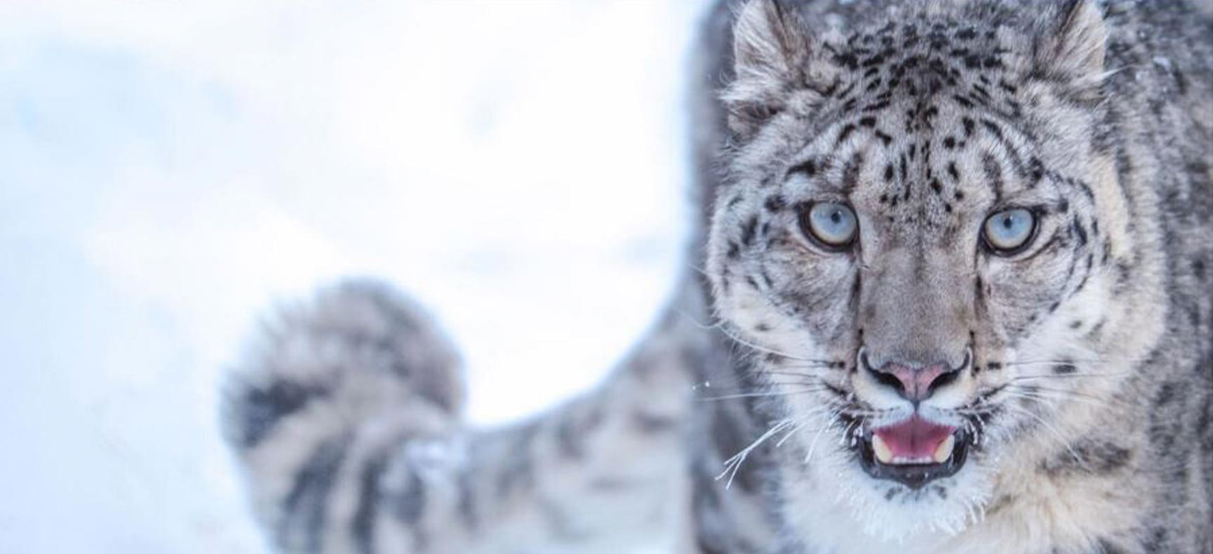 The Snow Leopard in Karakoram - Beyond the Valley (2)