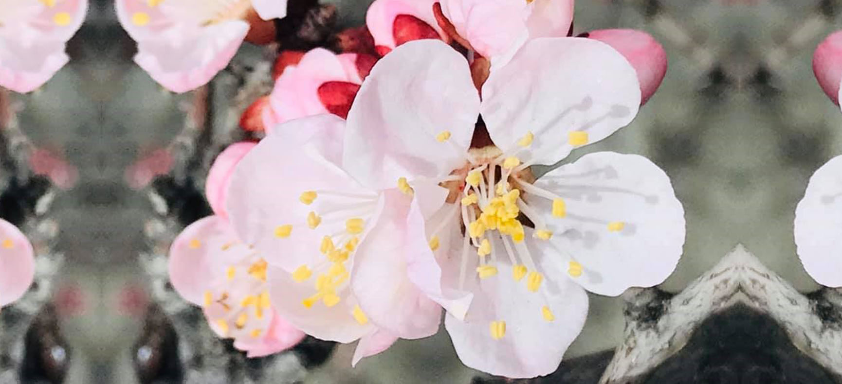Hunza Spring Blossom Festival tour Flower - BTV