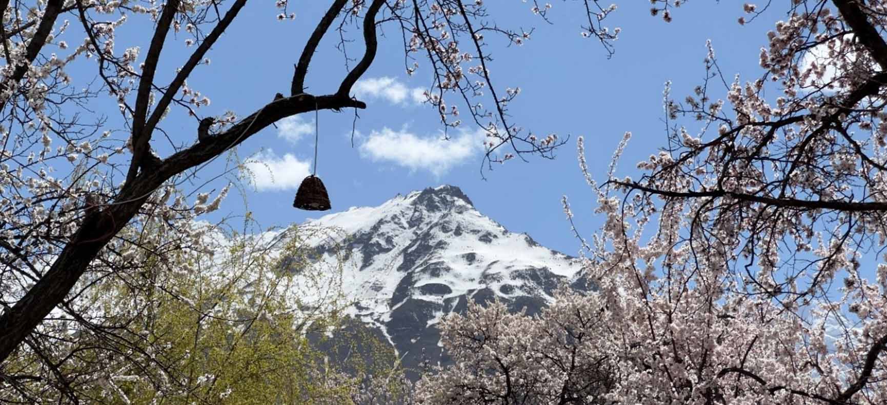 Hunza Spring Blossom Festival tour Mountain - BTV